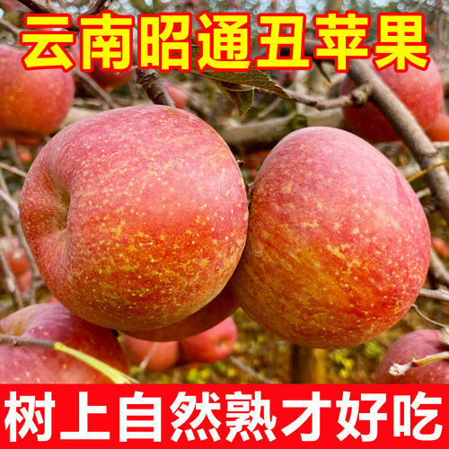 云南昭通冰糖心丑苹果大果现货