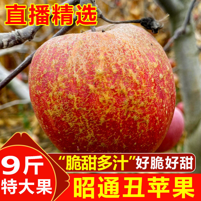 【直播福利】精品特大果9斤云南昭通冰糖心丑苹果当季新鲜水果