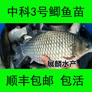 中科3号鲫鱼苗活体发货鱼塘淡水养殖良种鲫鱼苗银鲫包邮包活