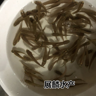 优质七星鱼鱼苗七星鱼苗月鳢鱼苗山斑鱼苗蛇鱼苗淡水养殖渔场直销