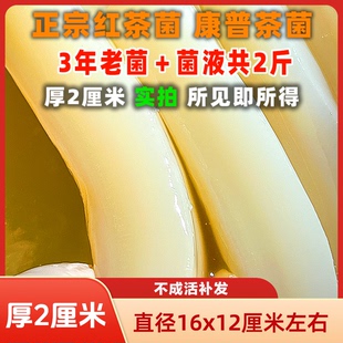 共2斤三年红茶菌老菌厚2厘米酵素妈妈菌种醋蛾子海宝胃宝康普茶
