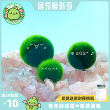 Marimo马里莫「幸福球藻」海藻球特别好养炸毛君迷你水培绿色植物