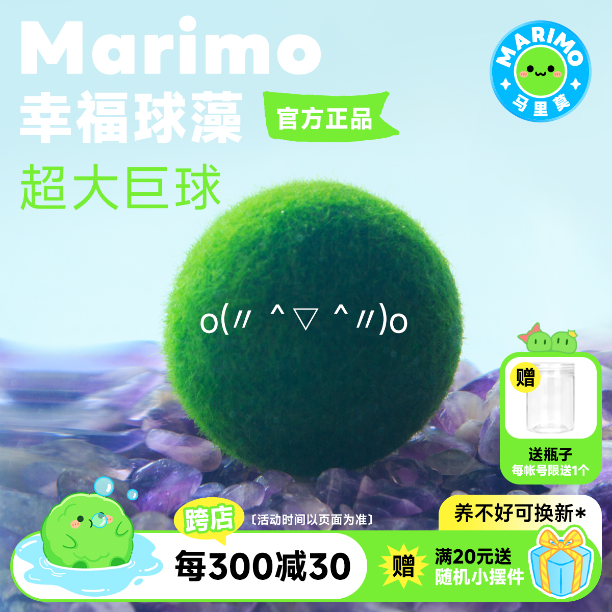 Marimo马里莫 球藻水培绿植物巨球生态瓶10岁20岁大号巨型海藻球