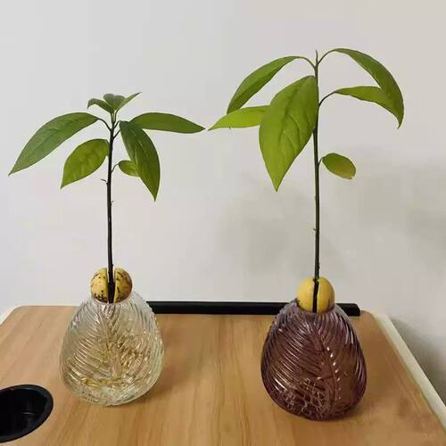 牛油果水培花瓶玻璃器皿容器