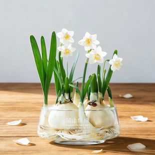 日式水仙水培花瓶水仙种球水养透明玻璃盆大口径水培绿植桌面摆件