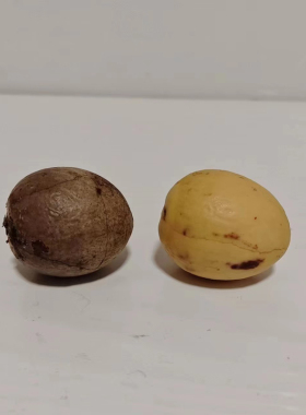 牛油果种子水培牛油果果核