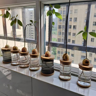 牛油果水养瓶子牛油果水培简约透明瓶子牛油果种子果核种植养殖瓶