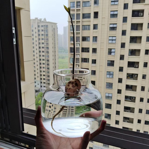 想养好牛油果瓶子是关键