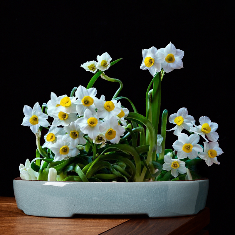 水仙花盆陶瓷大口径造景无孔水养