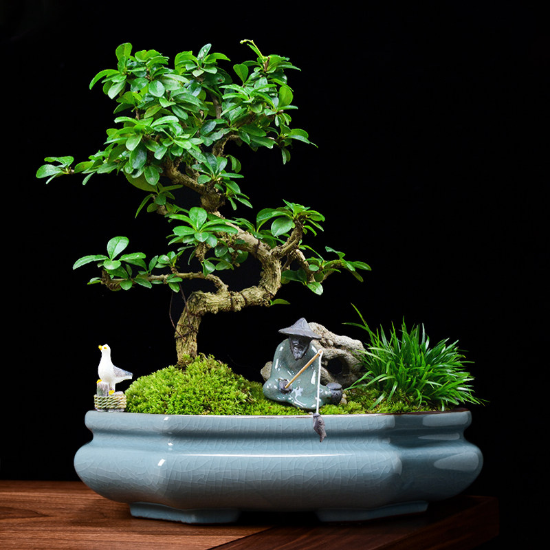 大口径造景花盆陶瓷哥窑文竹盆景