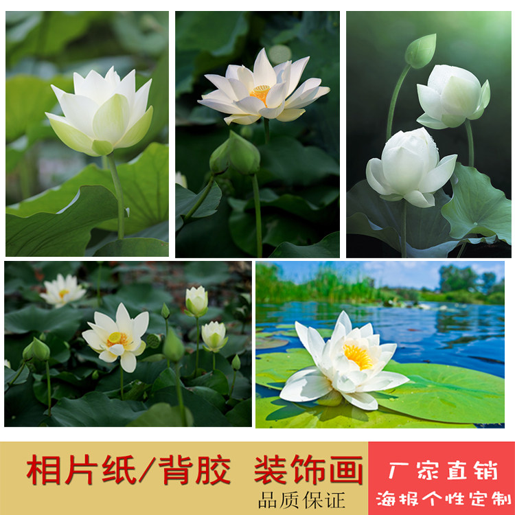 白荷花白色荷花荷塘自然风景白莲花佛堂挂画中堂卧室风水装饰画
