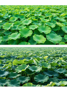 绿色荷叶自粘画挂图无水荷叶贴墙画风水挂图荷叶挂画背胶装饰画