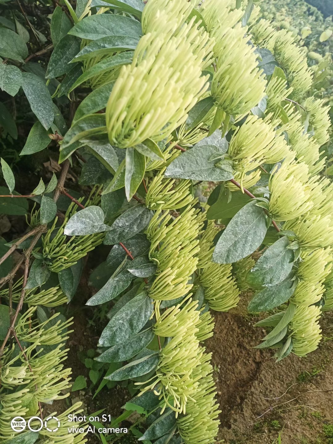 湖南金银花苗湘蕾5号花王金银花嫁接苗药食两用金银花苗基地直供