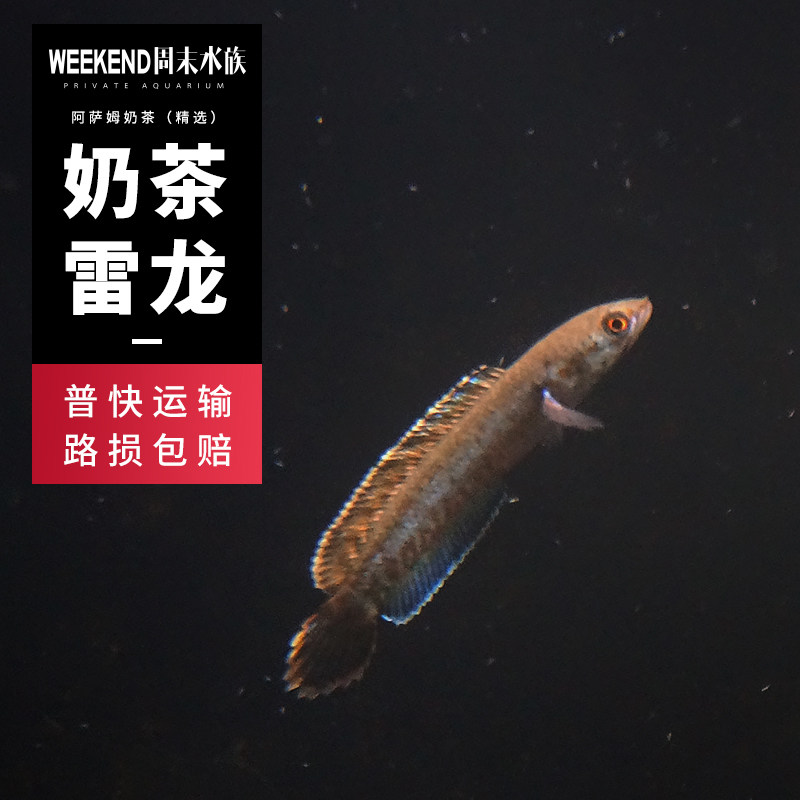 [周末水族]活动阿萨姆奶茶雷龙小型雷龙鱼蓝帆热带淡水观赏小鱼苗