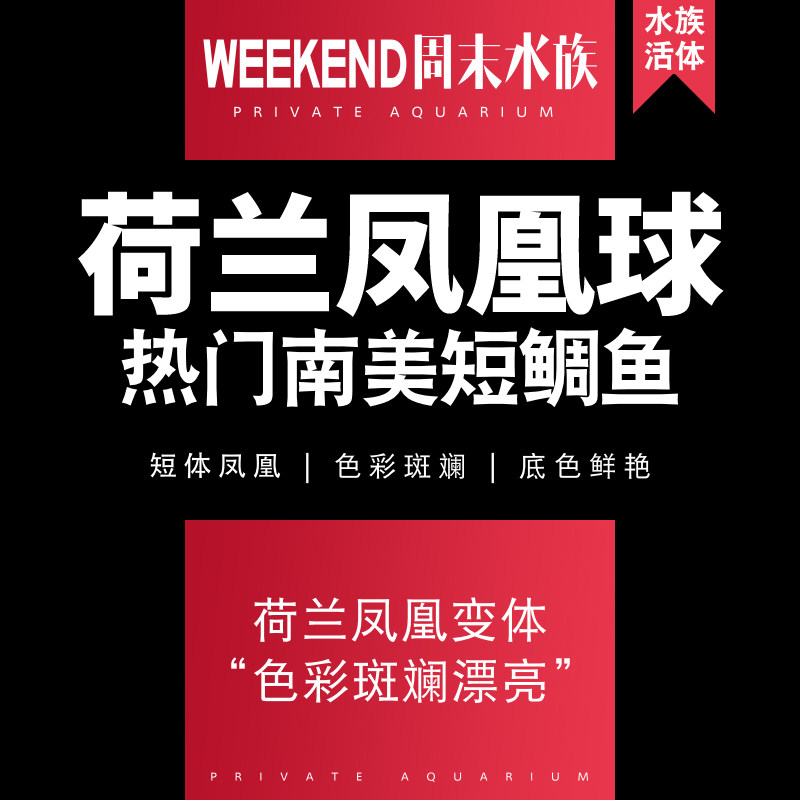 [周末水族]荷兰凤凰球鱼 热门南美短鲷热带观赏鱼活体宠物波子鱼|msdalam kategori haiwan peliharaan/makanan haiwan dan bekalan, Aquarium World, ikan - dari Buy2taobao.com untuk memberikan perkhidmatan ejen Taobao profesional membeli