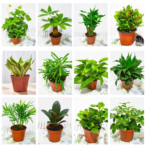 促销富贵花销量排行榜 促销富贵花品牌热度排名 小麦优选