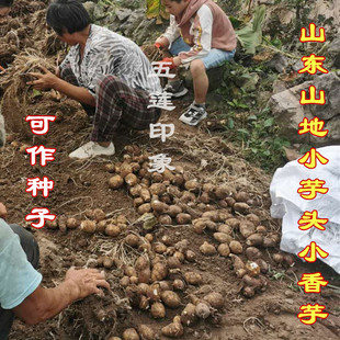 山东芋头种子新鲜小芋头苗毛芋头种籽芋艿小毛芋头种苗5斤种植苗