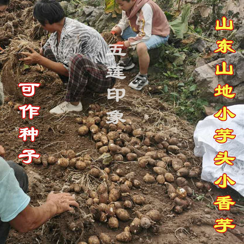 山东芋头种子新鲜苗毛芋头芋艿