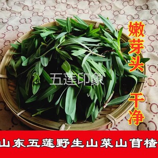 山东野菜山菜山苜楂蚂蚱菜山麻扎山麦杂菜山麻楂新鲜时令三月底发