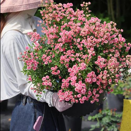 阳台盆栽微月季 超微 姬月季勤花小的月季花小苗枝可比针还细