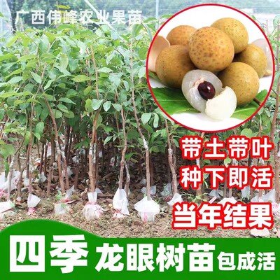 四季龙眼树苗嫁接无籽石峡储良大桂圆龙眼苗庭院地栽种植当年结果