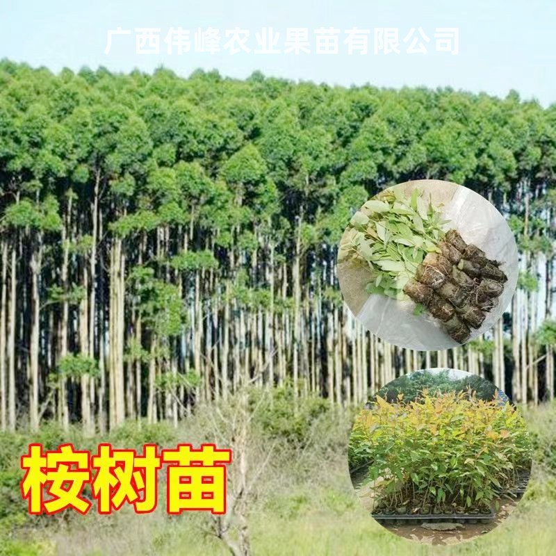 快速生长桉树苗四季种植耐寒