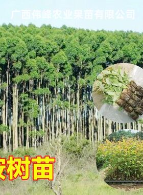 快速生长桉树苗四季种植耐寒