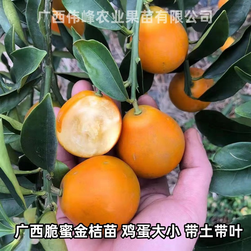 四季结果脆蜜金柑金桔树苗带土发