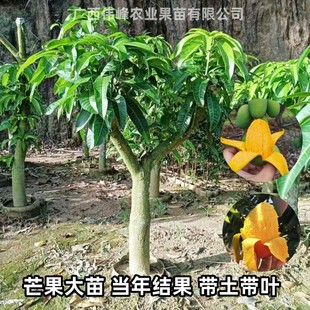 芒果大苗嫁接青芒果金煌芒桂七台农盆栽庭院芒果树苗当年结果 四季