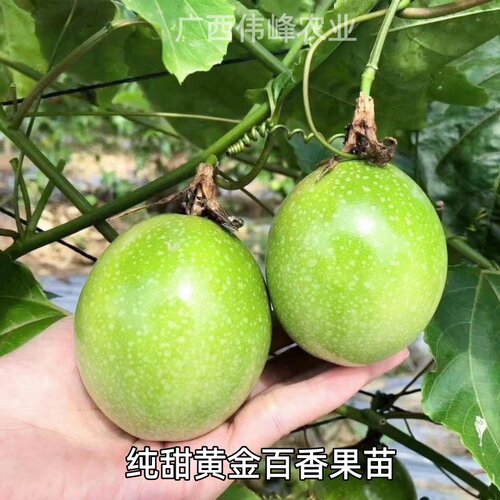 四季纯甜黄金百香果树苗