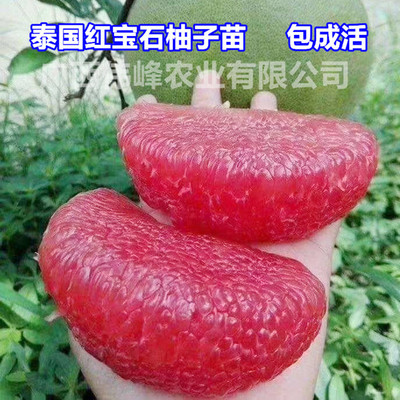 泰国青皮红心柚嫁接苗带土带叶发