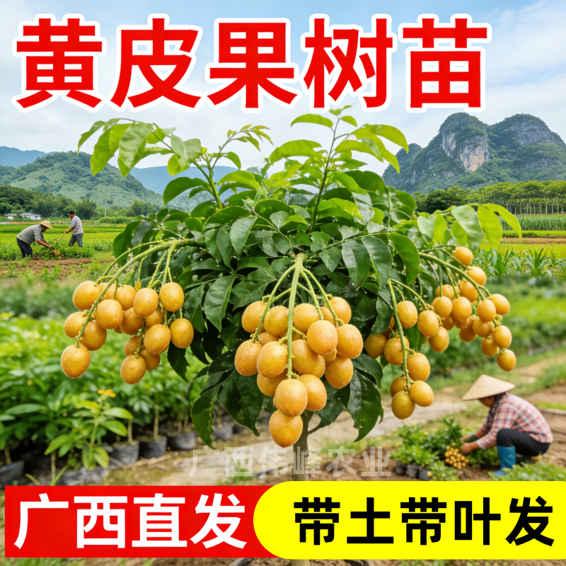 黄皮树苗嫁接纯甜无核黄皮黑金刚贵妃大鸡心黄皮果树庭院盆栽种植