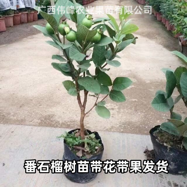 四季梨珍珠芭乐番石榴树苗带花带果发货矮化老桩果树庭院种当年结图片