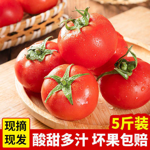 甘肃沙漠沙瓤西红柿生吃老品种