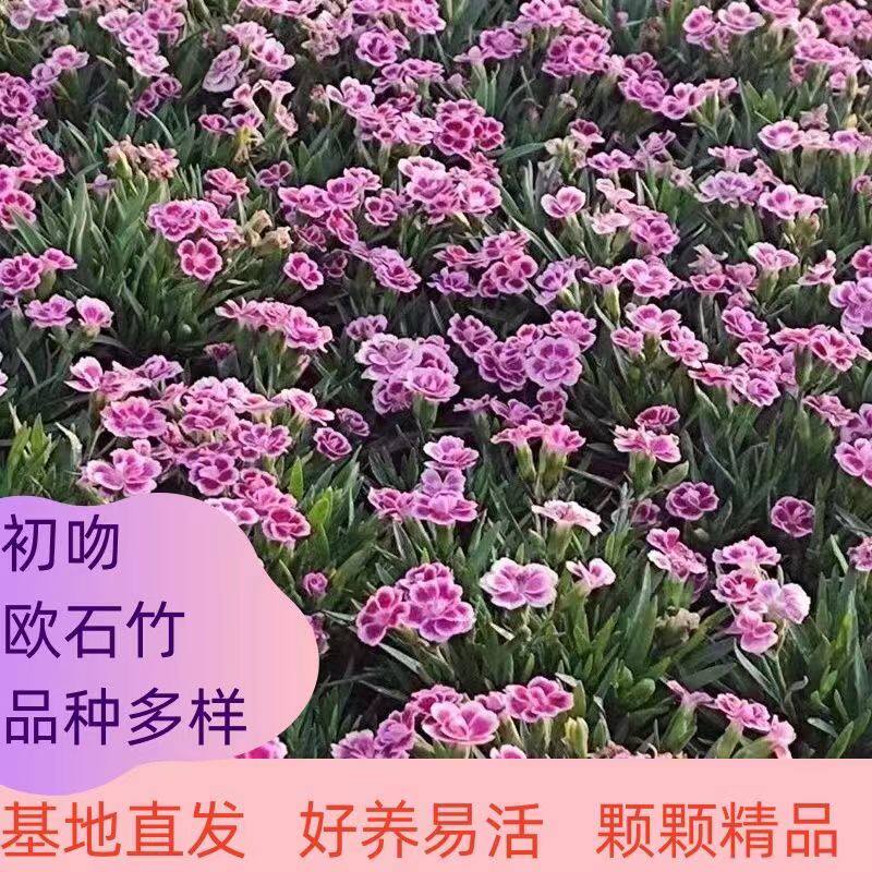 多品种欧石竹初吻石竹盆栽耐寒耐旱室外庭院绿植多年生花期长易活