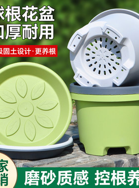 朱顶盆郁金香透气藏红花球根加厚矮款塑料大号红专用百合树脂花盆