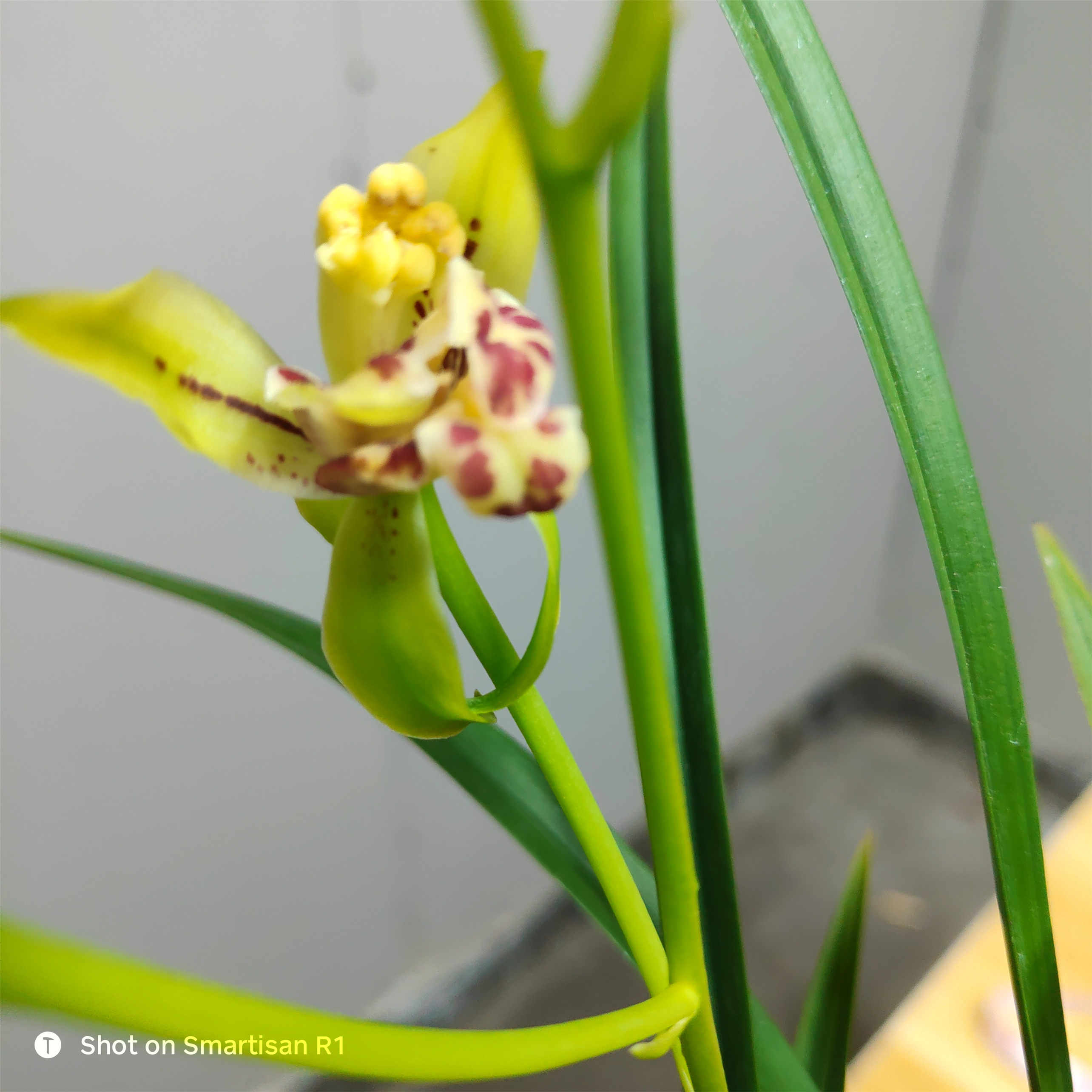 兰花 建兰 梨山狮王 四季花卉  浓香兰花 室内花卉 夏秋季节