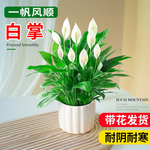 白掌一帆风顺盆栽绿植花卉带花大号带盆栽好红掌办公室内绿萝客厅