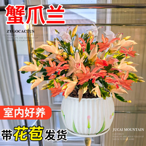 蟹爪兰盆栽进口重瓣带花苞绿植家庭室内好养易活四季花卉带盆栽好
