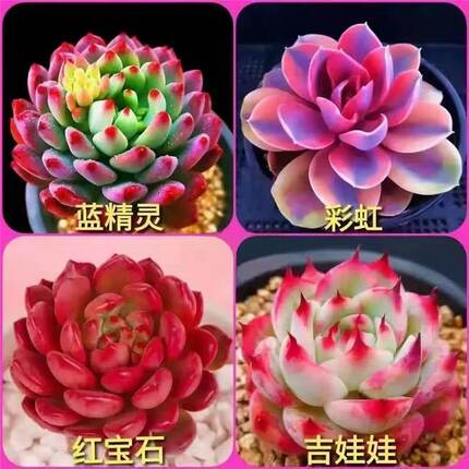 多肉植物套餐含带盆肉肉组合室内小盆栽精品玉露大颗好养花卉绿植