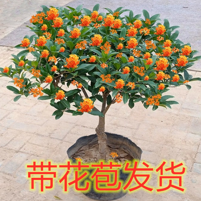 桂花树苗盆栽庭院植物金桂丹桂浓香型花卉四季开花好养易活小盆景