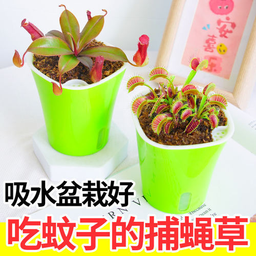 捕蝇草捕虫植物猪笼草多肉植物驱虫盆栽阳台庭院食虫牙膏菜瓶子草