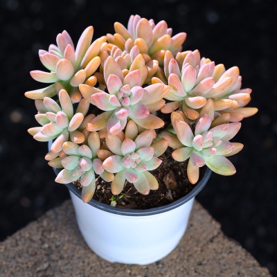 秋丽多肉植物室内盆栽组合