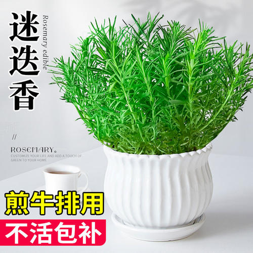 迷迭香盆栽可食用蛋糕装饰家庭室内卧室阳台餐桌好养易活四季绿植