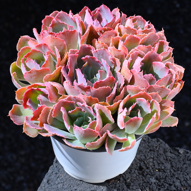 晚霞之舞肉植物室内小盆栽精品绿植花卉大颗好养组合盆栽带盆栽好