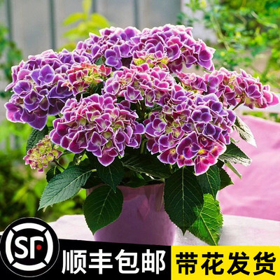 新品种绣球花苗盆栽四季开无