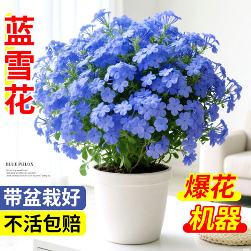 蓝雪花盆栽大苗花卉绿植老桩棒棒糖爬藤小苗四季好养室内阳台植物