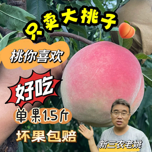 桃树接穗枝条嫁接专用枝条桃树枝条桃树接穗枝条桃树接穗枝条