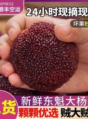 正宗浙江仙居东魁杨梅现摘现发新鲜时令孕妇水果端午节礼盒大杨梅