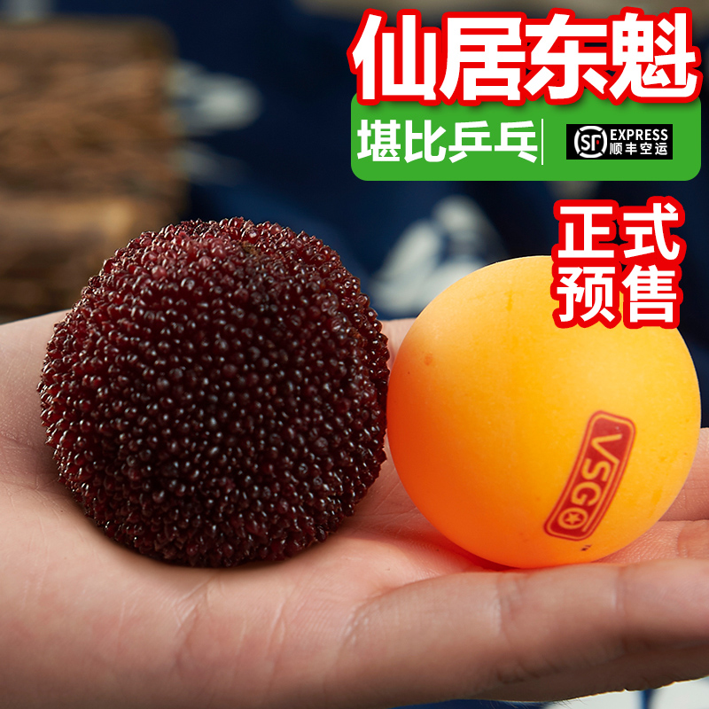 正宗仙居杨梅新鲜东魁杨梅高山特大杨梅应季水果现摘现发96颗粒装